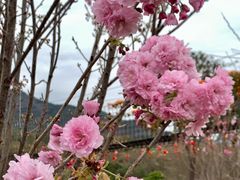 -天适樱花悠乐园