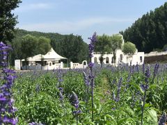 -紫海香堤香草艺术庄园