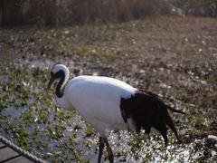 -盐城丹顶鹤湿地生态旅游区