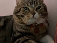 -瑞鹏瑞爱宠物医院·全科·猫科·血液透析中心(龙头寺店)