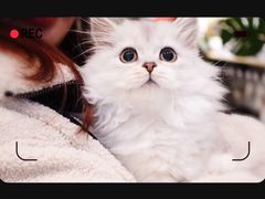 -momokira米努特·德文卷毛猫·棉花面纱犬
