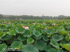 -荷塘月色湿地公园·向阳花洲