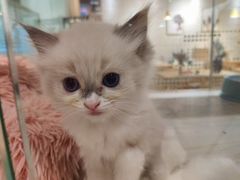 -藏猫猫咖啡主题馆(中央大道店)