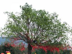 -天适樱花悠乐园