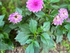 -花开海上生态园