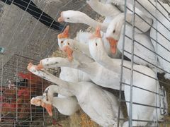 -蒲河大集
