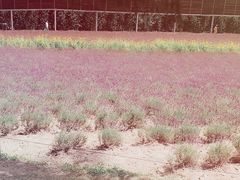 -富田农场