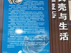 -贝壳王国博物馆