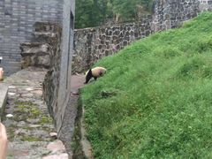 -都江堰中华大熊猫苑