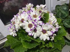 -花鸟鱼虫鲜花绿植市场(玉泉路店)