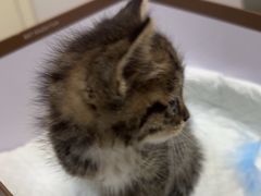 -中农国际动物医院24小时·猫科·骨科·急重症中心