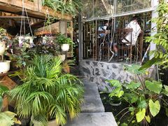 -Rainforest