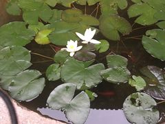 -石屏会馆