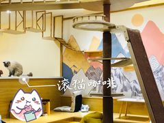 -滚猫咖啡·猫咖·猫友好撸猫(未来城店)