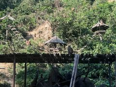 -西双版纳原始森林公园
