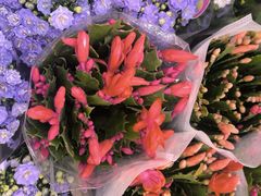 -双季花艺园艺市场(浦东店)