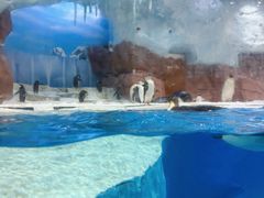 -海合安成都极地海洋公园