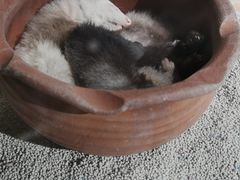 -萌宠奇缘
