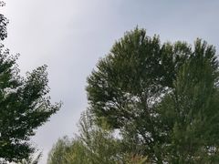 -金塔沙漠胡杨林景区