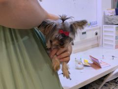 -严国平动物医院(德政总院)