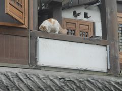 -磁器口古镇