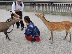 -奈良公园