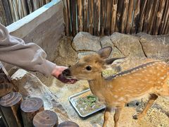 -萌宠奇缘(荣鼎店)