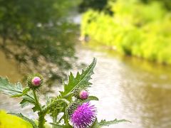 -黑龙江省森林植物园