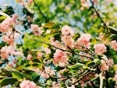 -上海共青森林公园