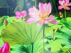 -北京西山国家森林公园