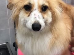 -宠福鑫康馨动物医院·骨科·眼科