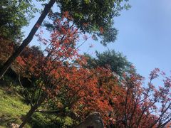 -广州市帽峰山景区
