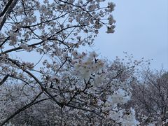 -顾村公园
