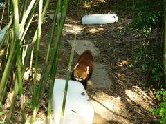 -成都大熊猫繁育研究基地
