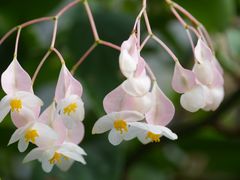 -上海辰山植物园