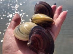 -红树林天天赶海