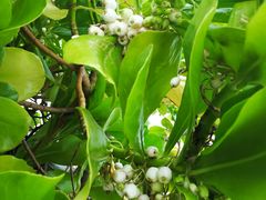 -海南热带野生动植物园