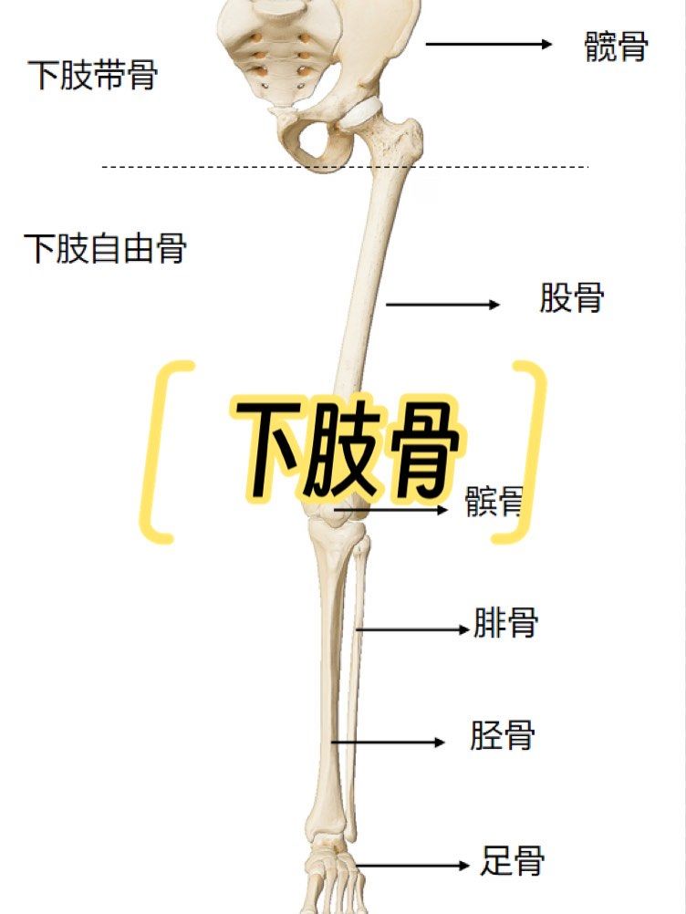 以下是对下肢骨中股骨的详细介绍:
一,基本形态与结构
股骨是人体