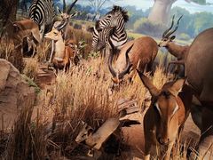 -陕西自然博物馆