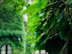 -得丘礼享谷·玉兰苑