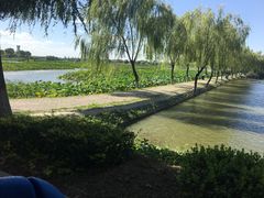 -白洋淀景区