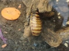 -上海大自然野生昆虫馆(东方明珠·爬宠昆虫探索中心)