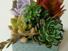 -杭州街角花屋花店(闻堰店)