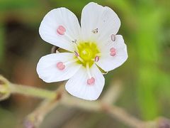 -白草畔自然风景区