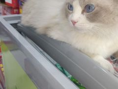 -小呆的宠物店·宠物售卖·宠物寄养(城西店)
