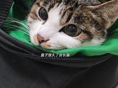 -关爱动物医院·心脏·中兽医·异宠(金牛路分院)