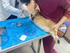 -瑞鹏宠物医院·内科·中兽医·骨科(苗圃店)