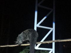 -清迈夜间动物园