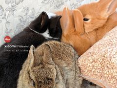 -中环花鸟鱼虫市场