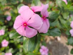 -西双版纳傣族园